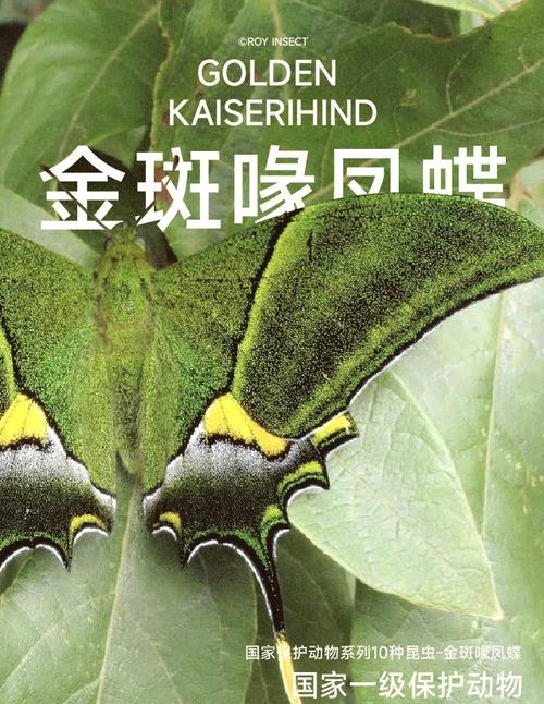 金斑喙凤蝶观测（金斑喙凤蝶的幼虫）