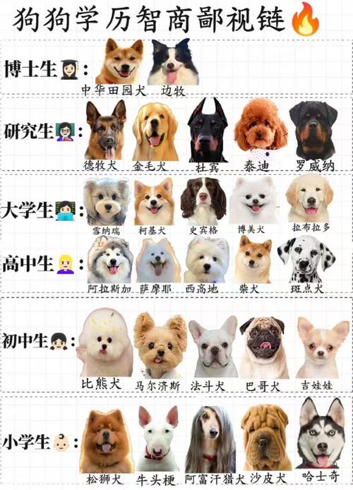 动物智商(动物智商排行榜前十名是谁)