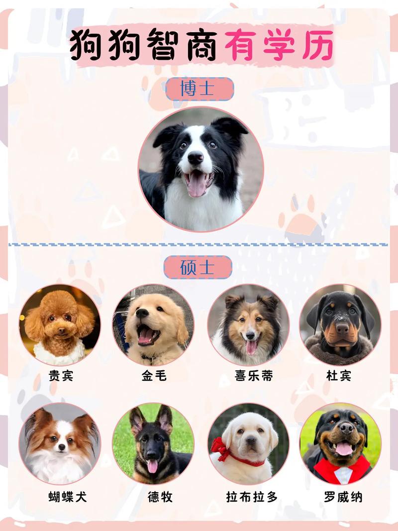 动物智商(动物智商排行榜前十名是谁)