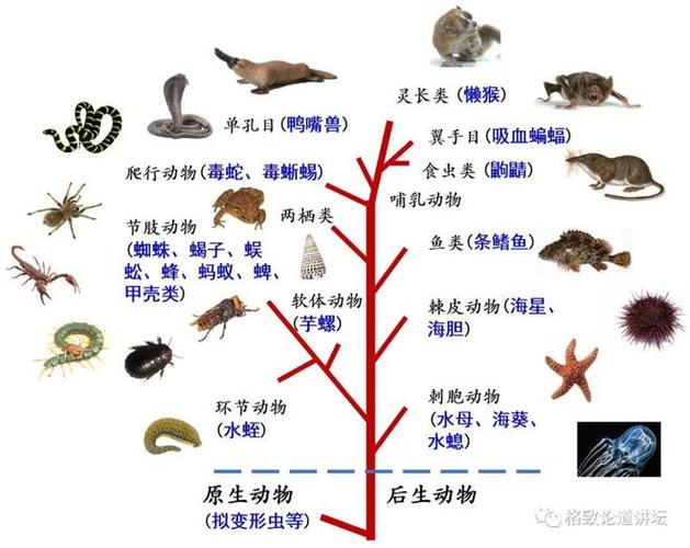 共生关系(共生关系的动物有哪些)