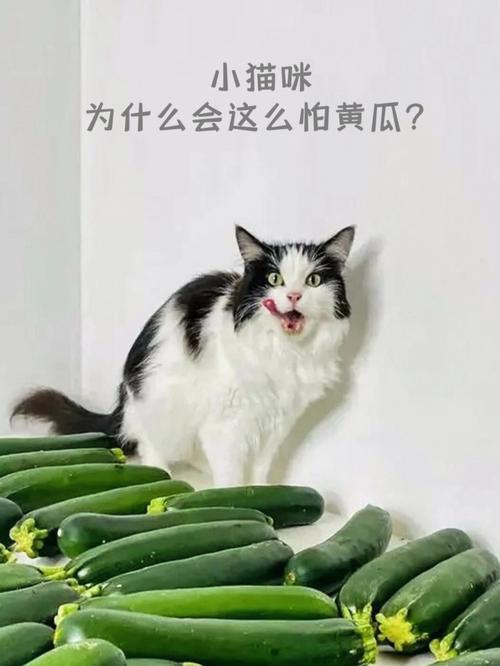 猫为什么怕黄瓜?(猫为什么怕黄瓜是真的吗)