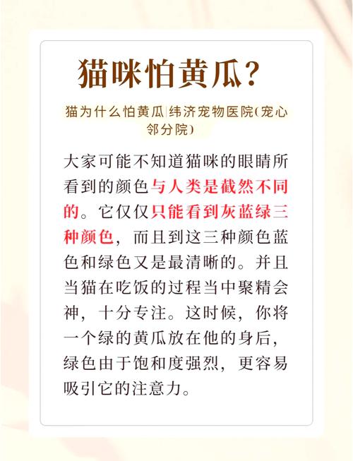 猫为什么怕黄瓜?(猫为什么怕黄瓜是真的吗)
