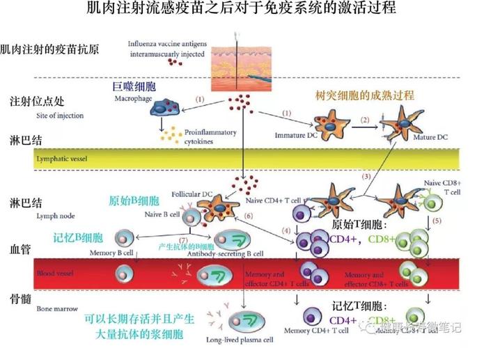 疫苗原理(新冠疫苗原理)