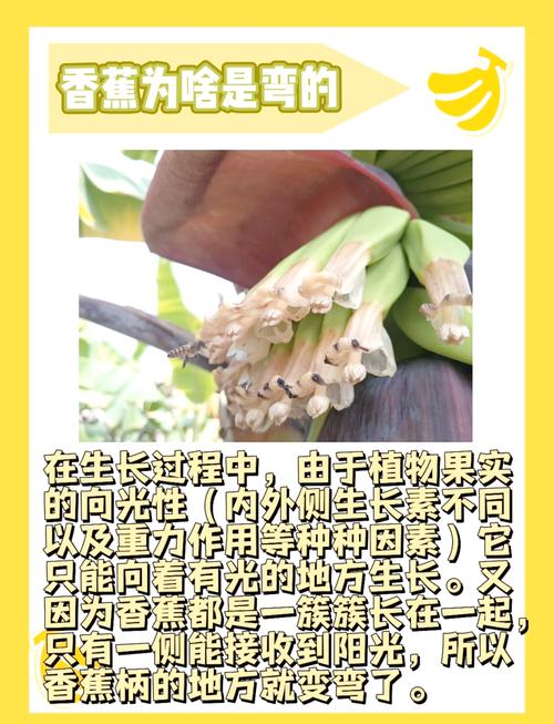 香蕉为什么是弯的?(香蕉为啥是弯的?)