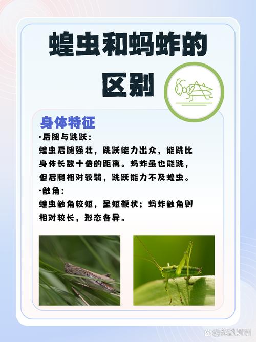 昆虫社会(昆虫社会与人类社会的区别)