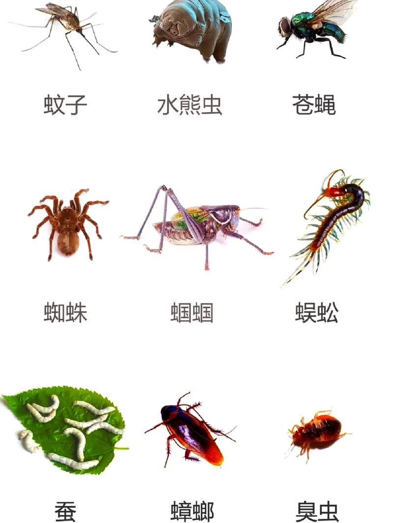 昆虫社会(昆虫社会与人类社会的区别)