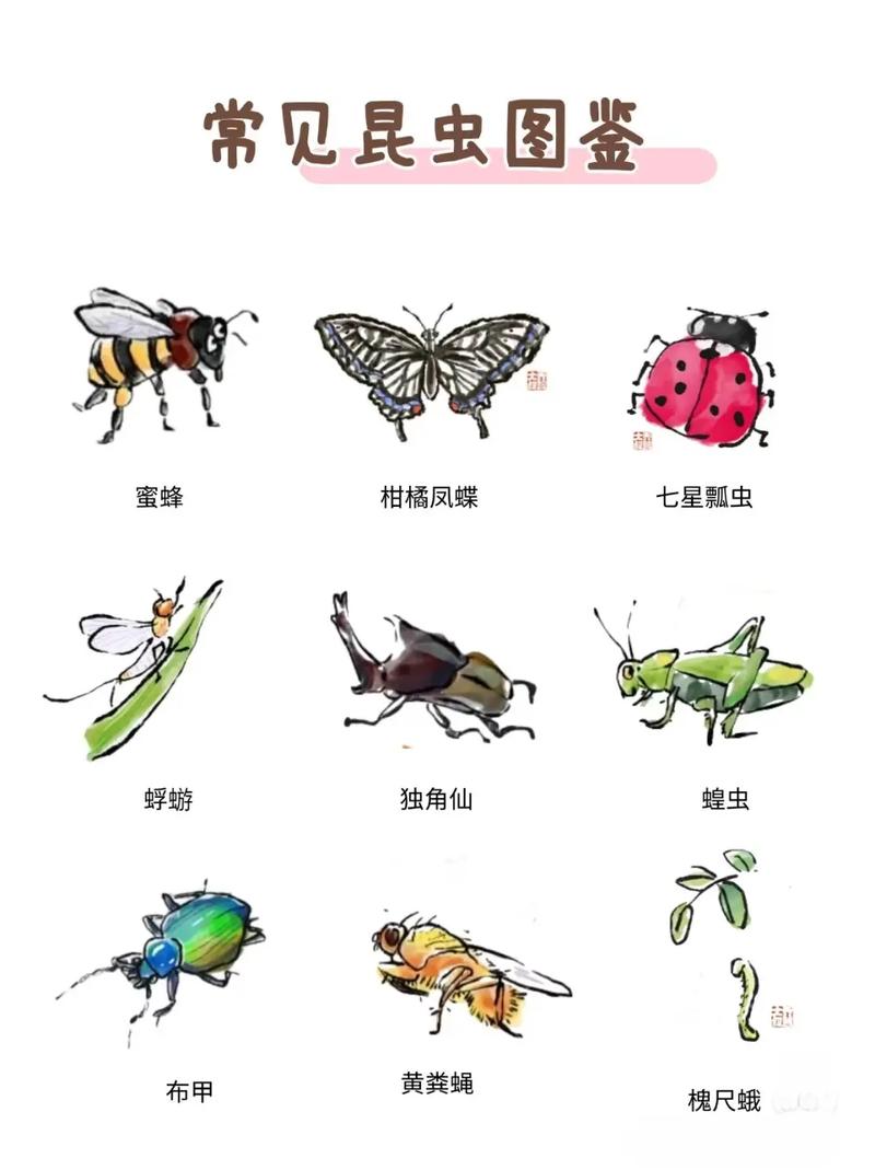 昆虫社会(昆虫社会与人类社会的区别)