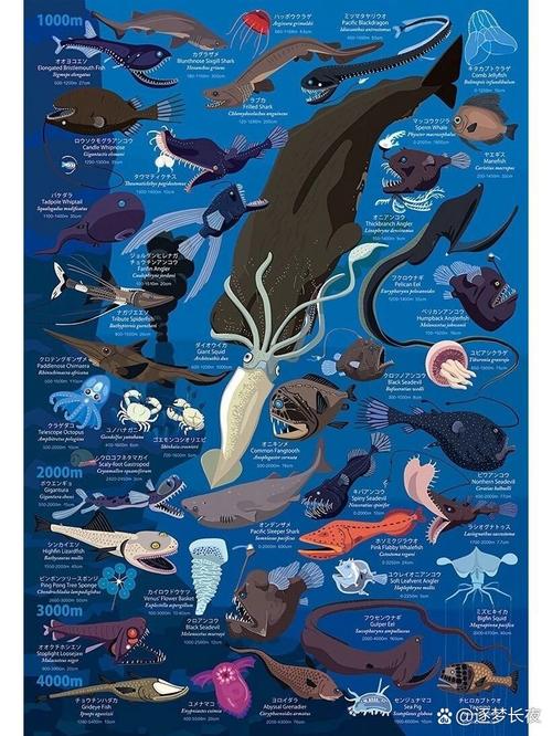 深海生物(深海生物图鉴)