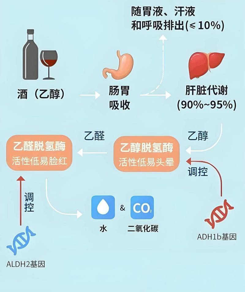 酒精代谢(酒精代谢速度)
