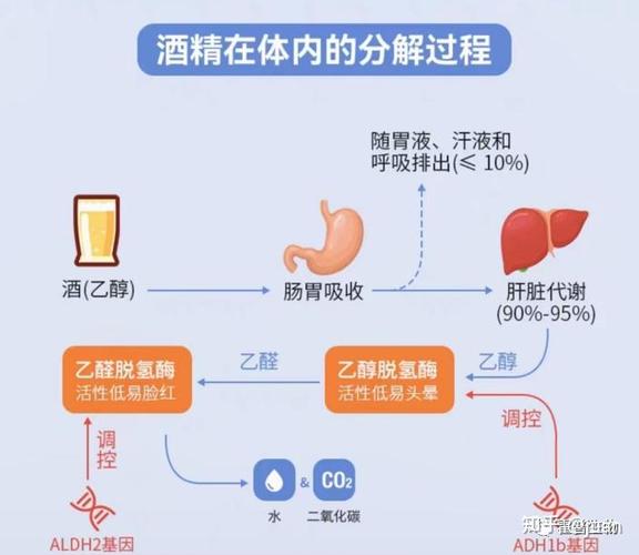 酒精代谢(酒精代谢速度)