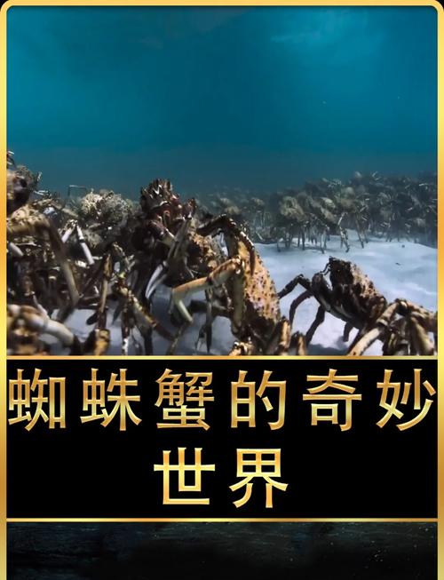 海洋奥秘(探寻海洋奥秘)
