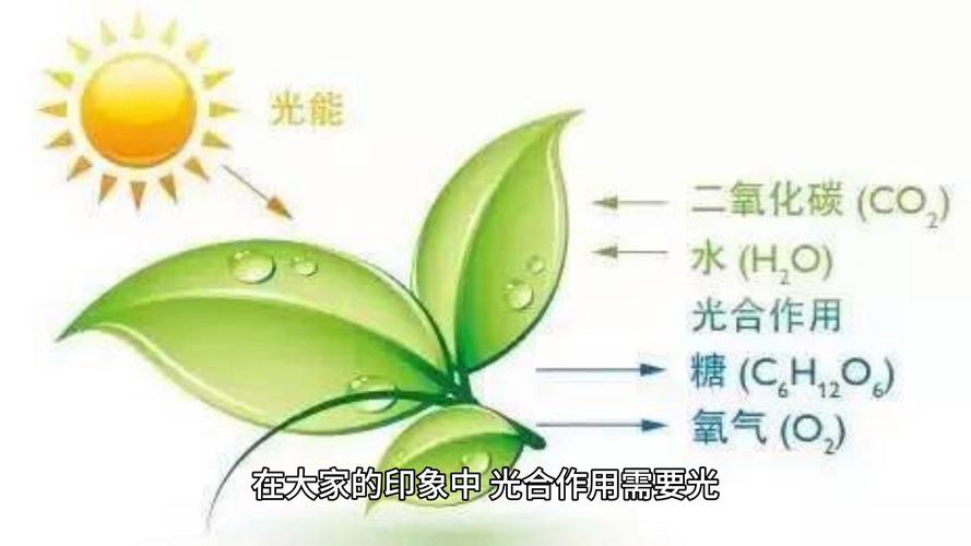 植物光合作用(植物光合作用产生什么)