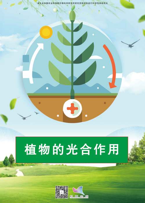 植物光合作用(植物光合作用产生什么)