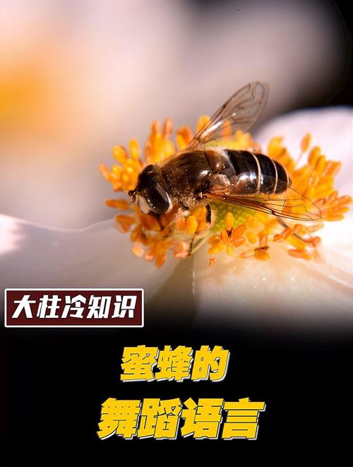 蜜蜂的舞蹈语言(蜜蜂的舞蹈语言主要用于什么)