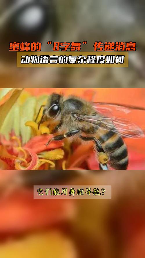 蜜蜂的舞蹈语言(蜜蜂的舞蹈语言主要用于什么)